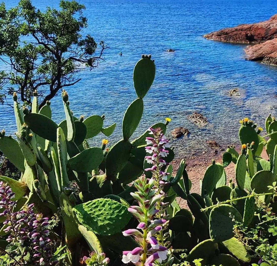 T2 En Rez De Jardin Privatif Cloture , Cap Esterel Pierre Et Vacances ,Piscine Chauffee Des Le 05 Avril Au 02 Novembre Saint-Raphael  Apartment